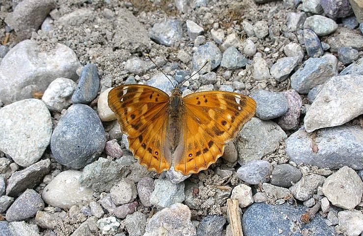 Nymphalidae: Apatura ilia